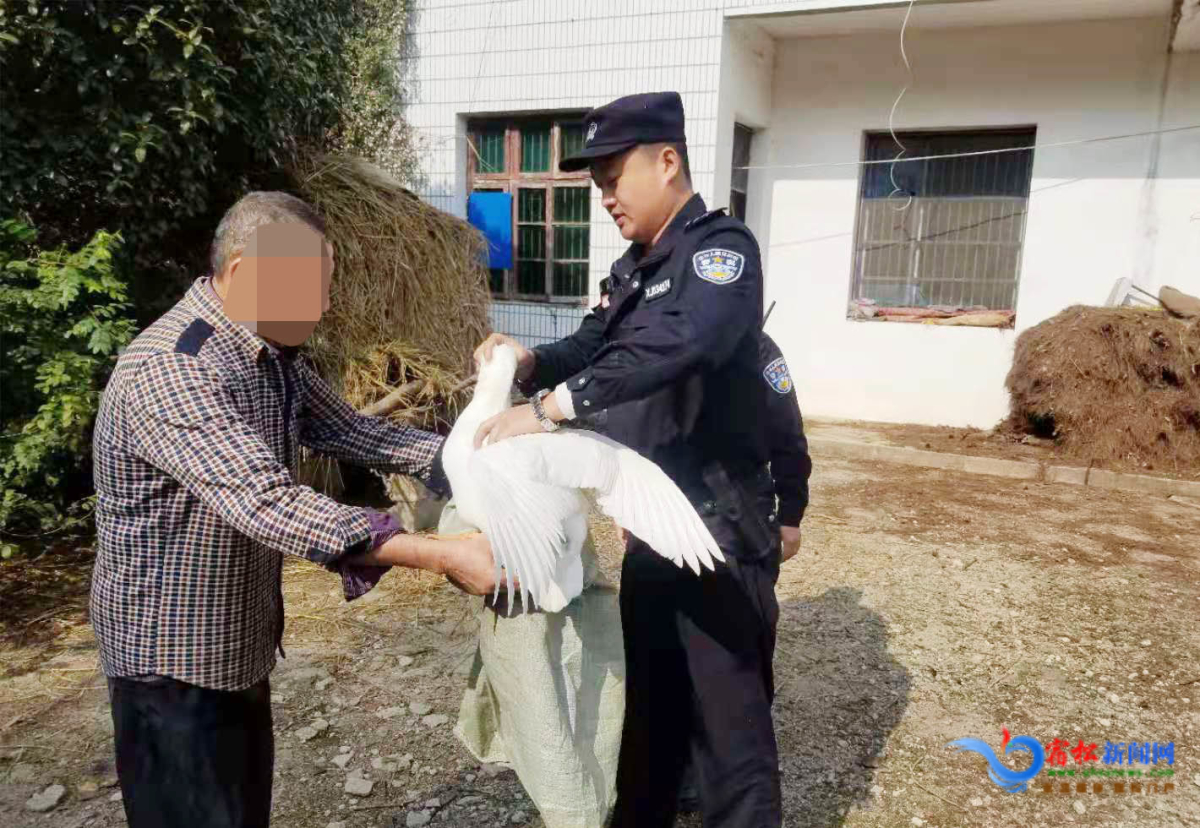追回大白鵝.jpg