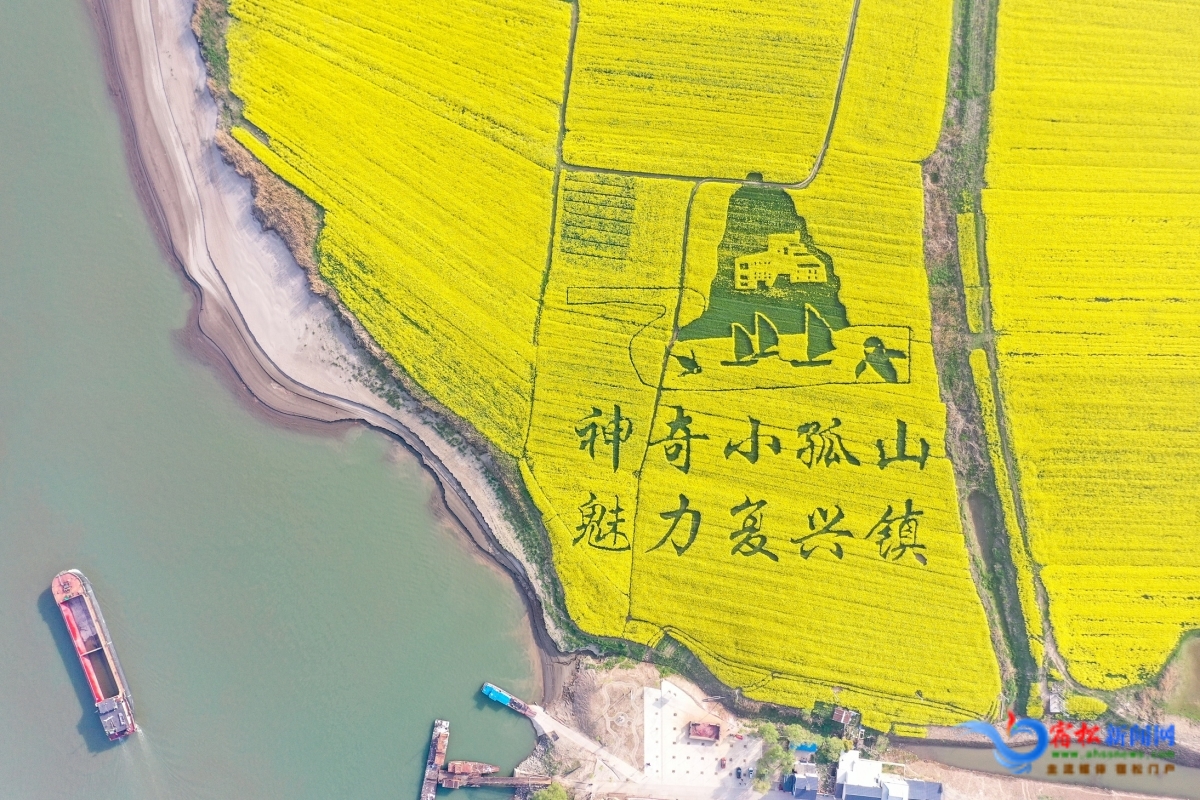 俯瞰觀光油菜基地 (2).jpg