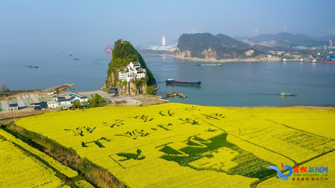 俯瞰觀光油菜基地.jpg
